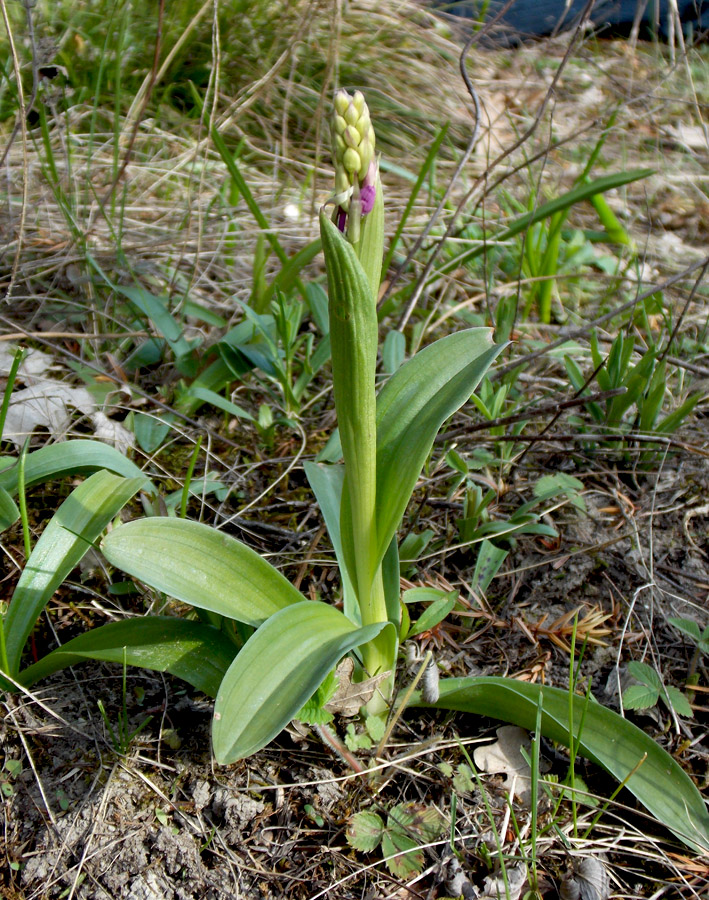 Image of Orchis mascula specimen.