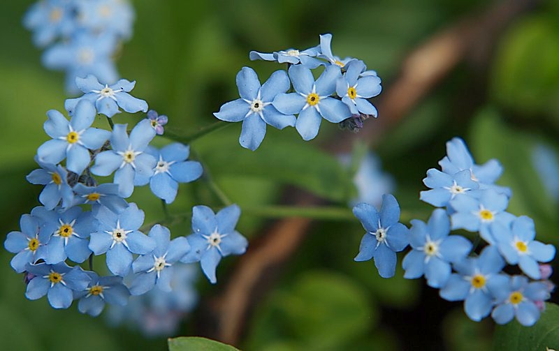 Изображение особи Myosotis alpestris.