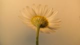 Anthemis