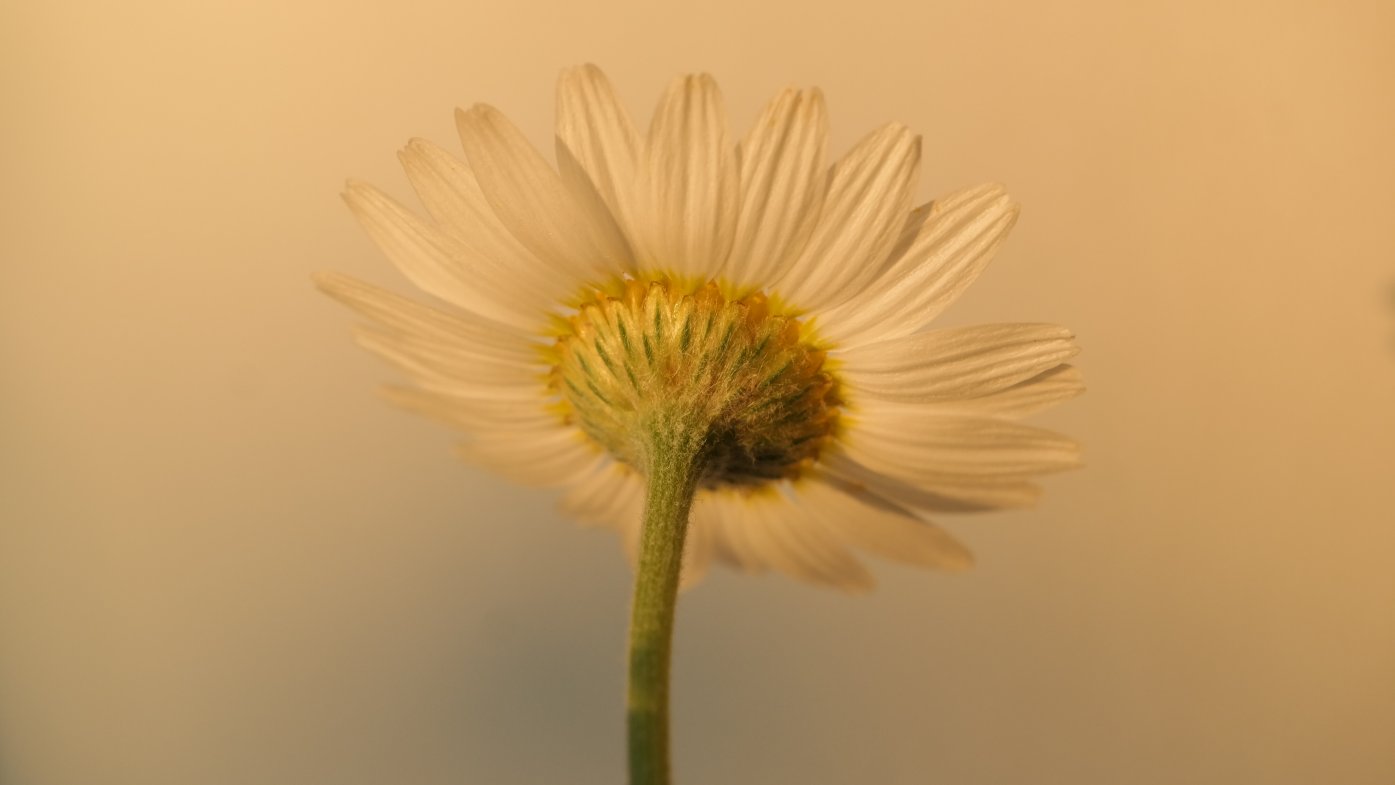 Image of genus Anthemis specimen.
