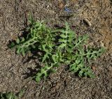 Sisymbrium irio
