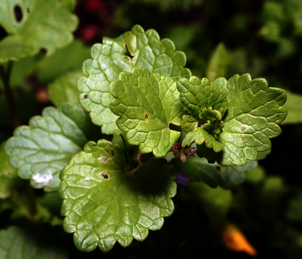 Image of Glechoma hederacea specimen.