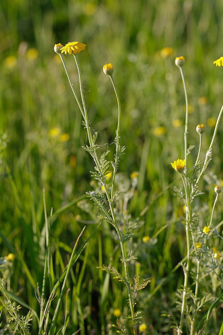 Изображение особи Anthemis tinctoria.