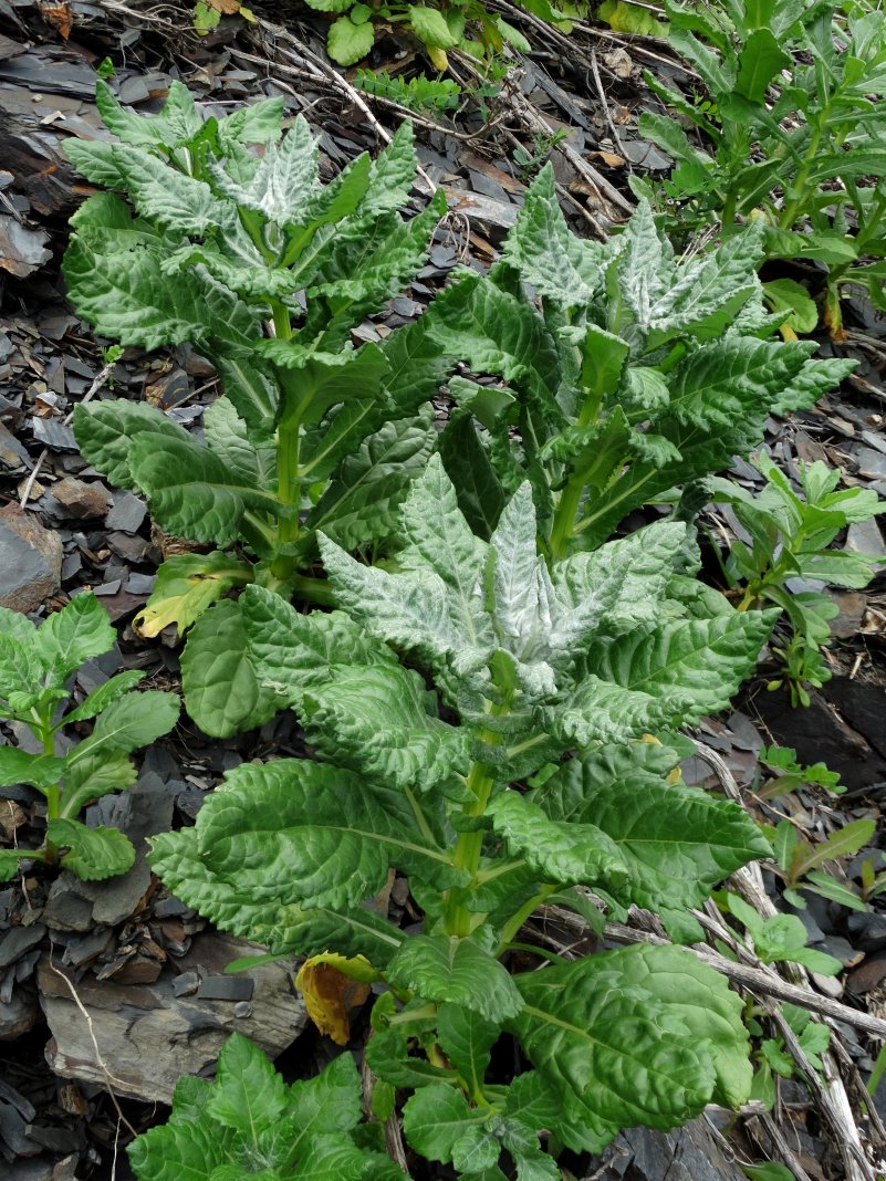 Image of Senecio pseudoarnica specimen.