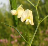 Lathyrus tuberosus