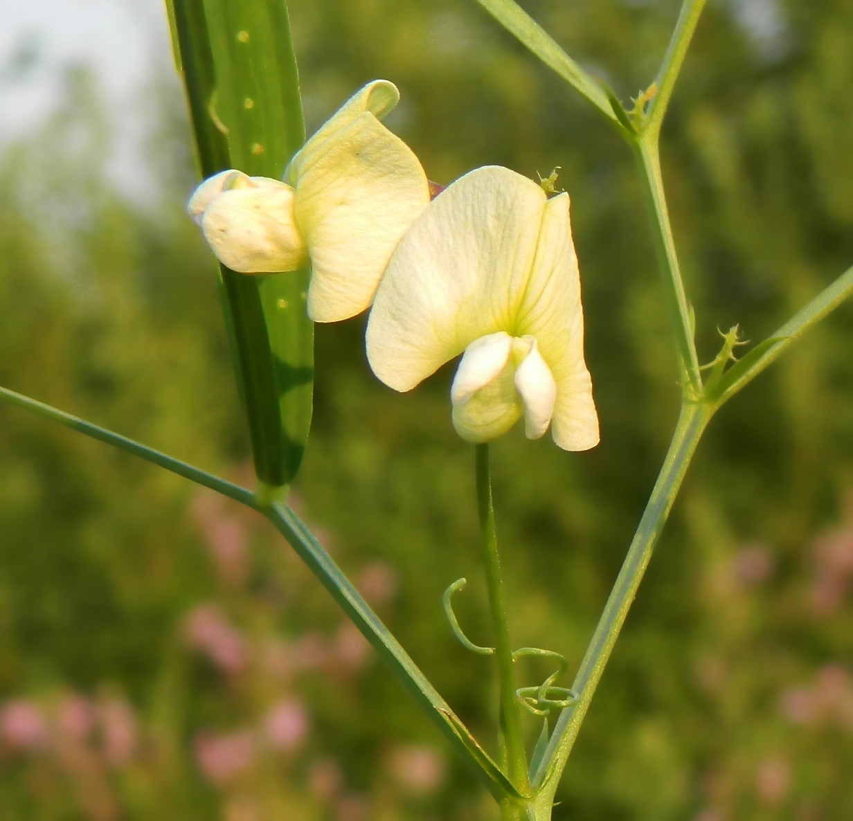 Image of Lathyrus tuberosus specimen.