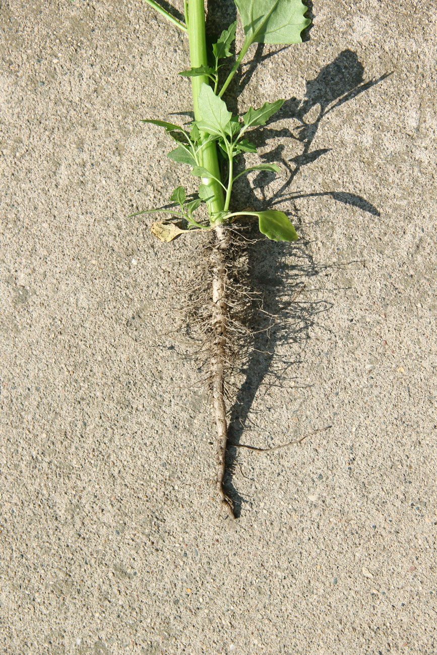 Image of Oxybasis rubra specimen.