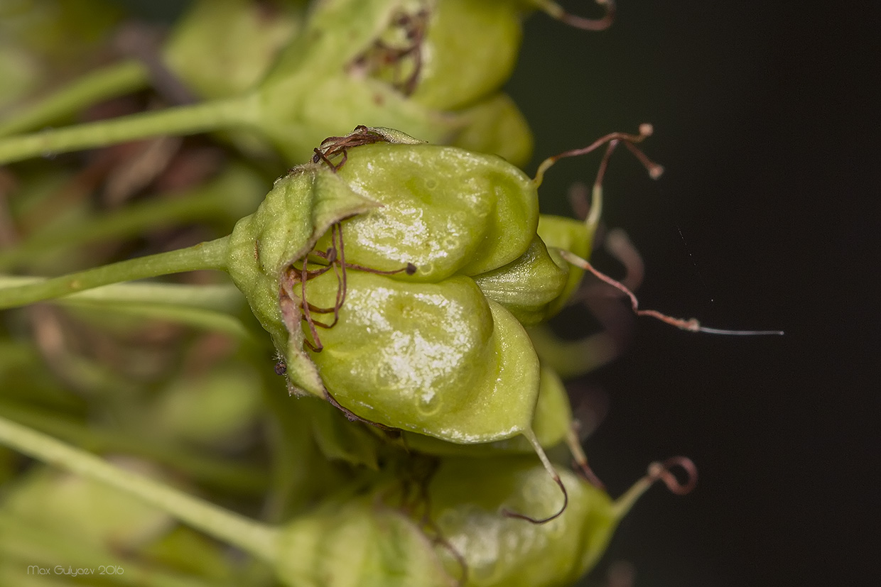 Изображение особи Physocarpus opulifolius.