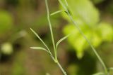 Dianthus deltoides