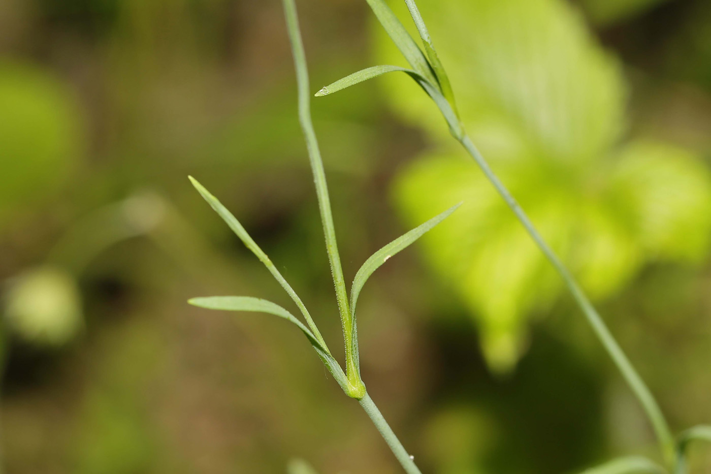 Изображение особи Dianthus deltoides.