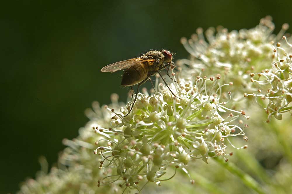 Image of familia Apiaceae specimen.