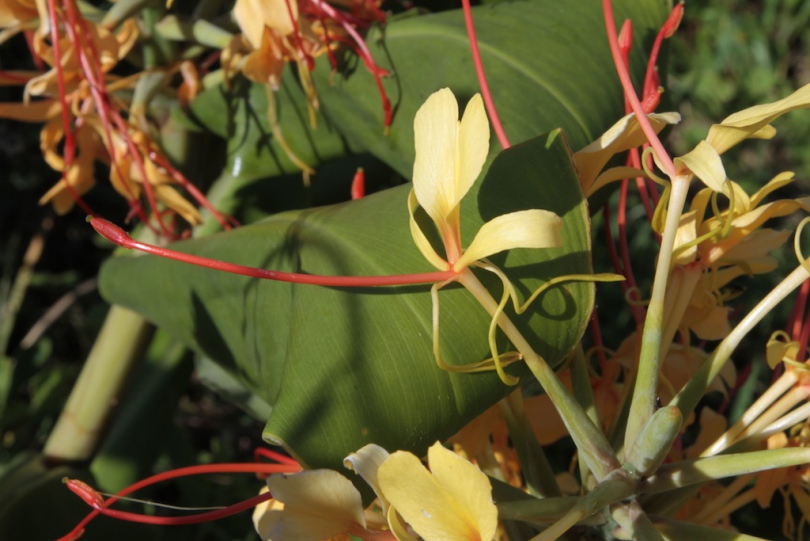 Изображение особи Hedychium gardnerianum.