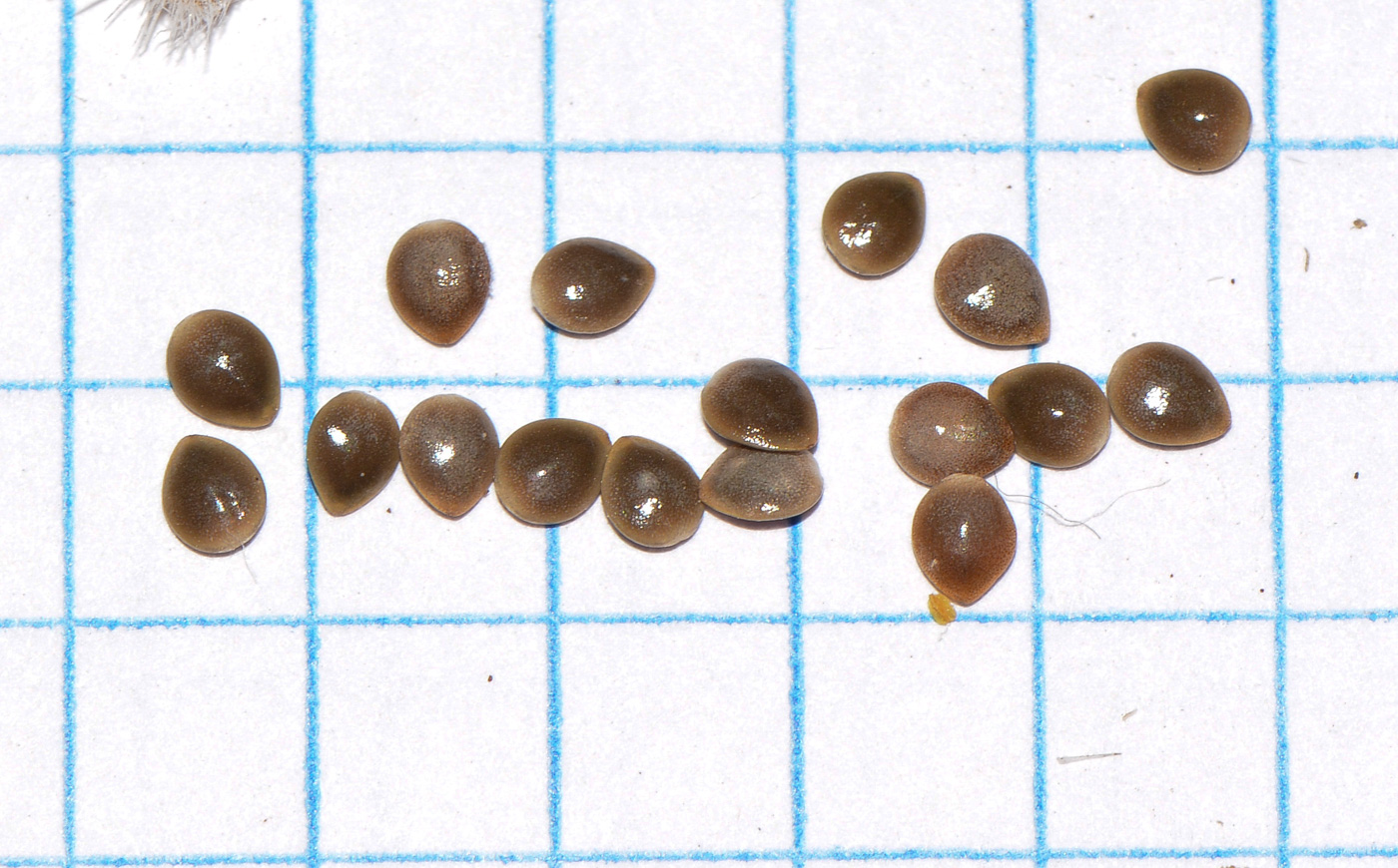 Image of Urtica pilulifera specimen.