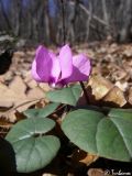Cyclamen coum
