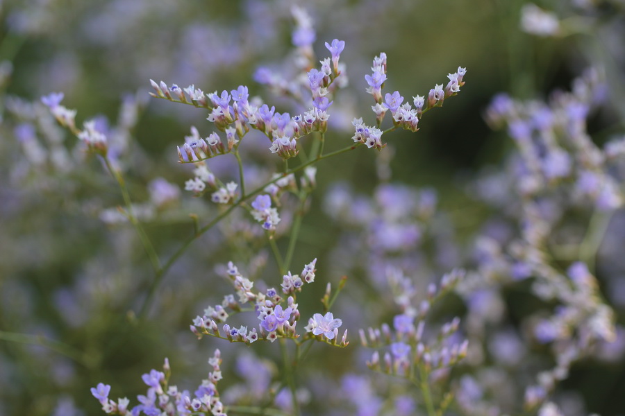 Изображение особи Limonium bungei.