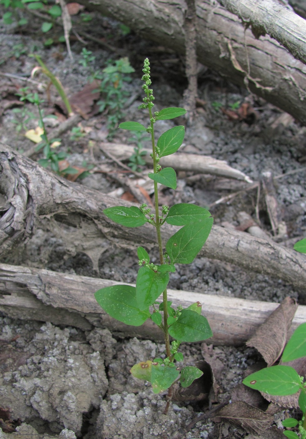 Изображение особи Lipandra polysperma.