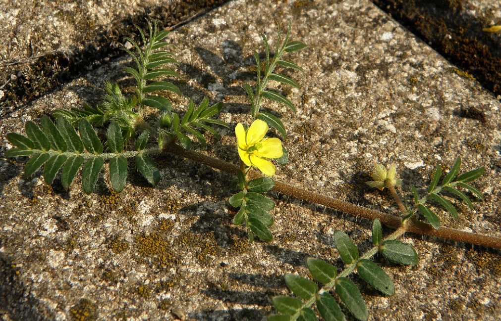 Image of Tribulus terrestris specimen.