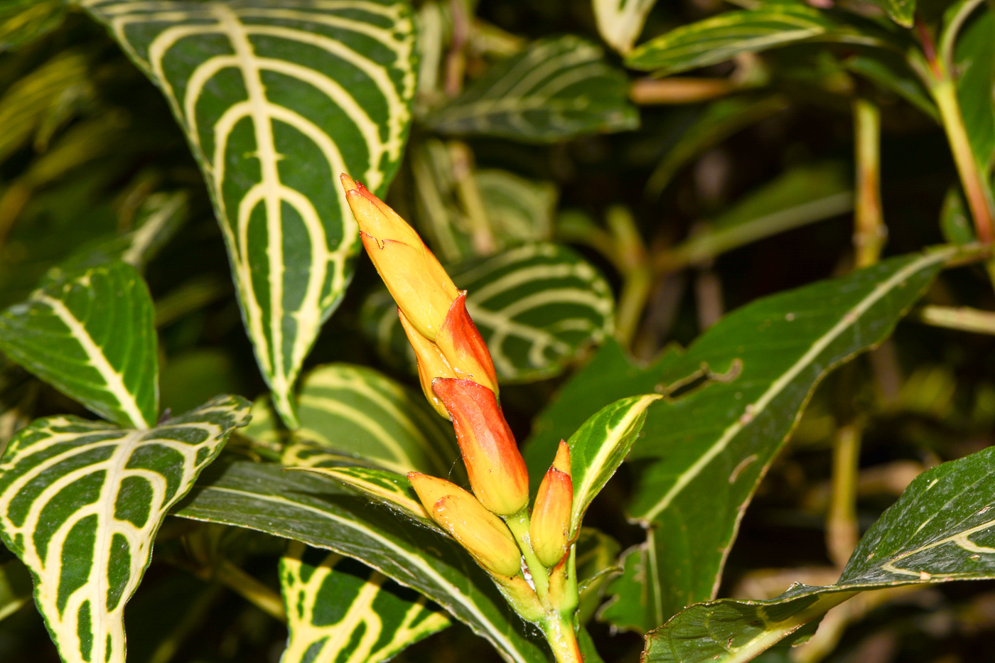 Image of Sanchezia speciosa specimen.