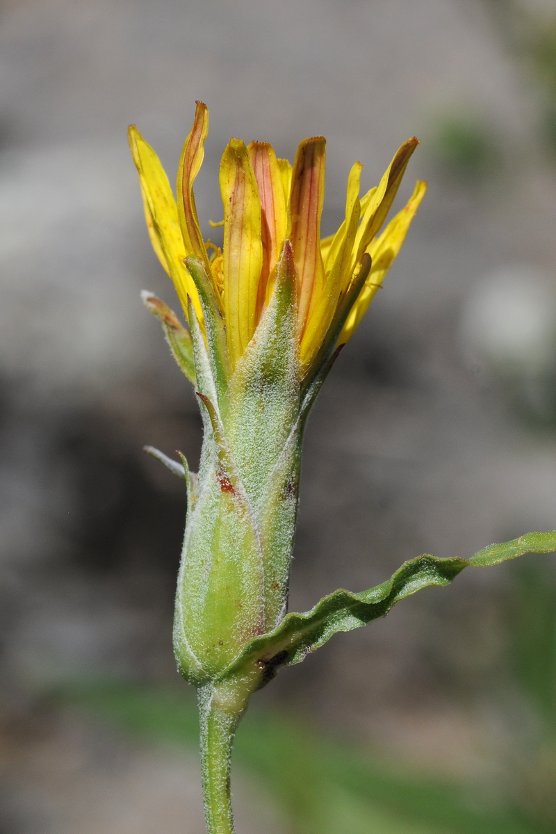 Image of Scorzonera inconspicua specimen.