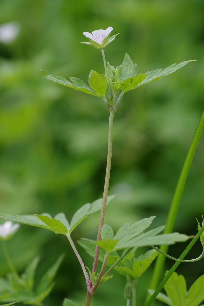 Изображение особи Geranium sibiricum.