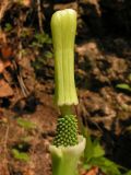 Arisaema robustum