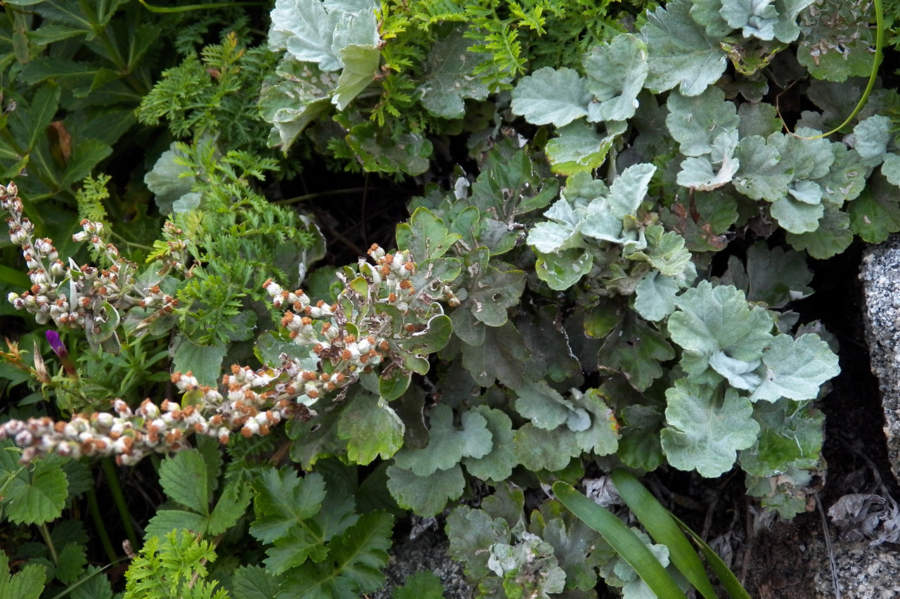 Изображение особи Artemisia saitoana.