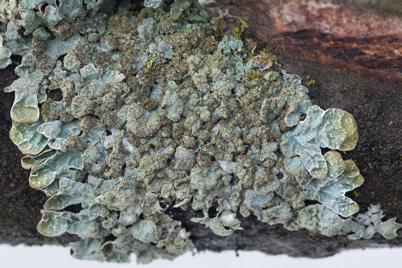 Image of Parmelia saxatilis specimen.