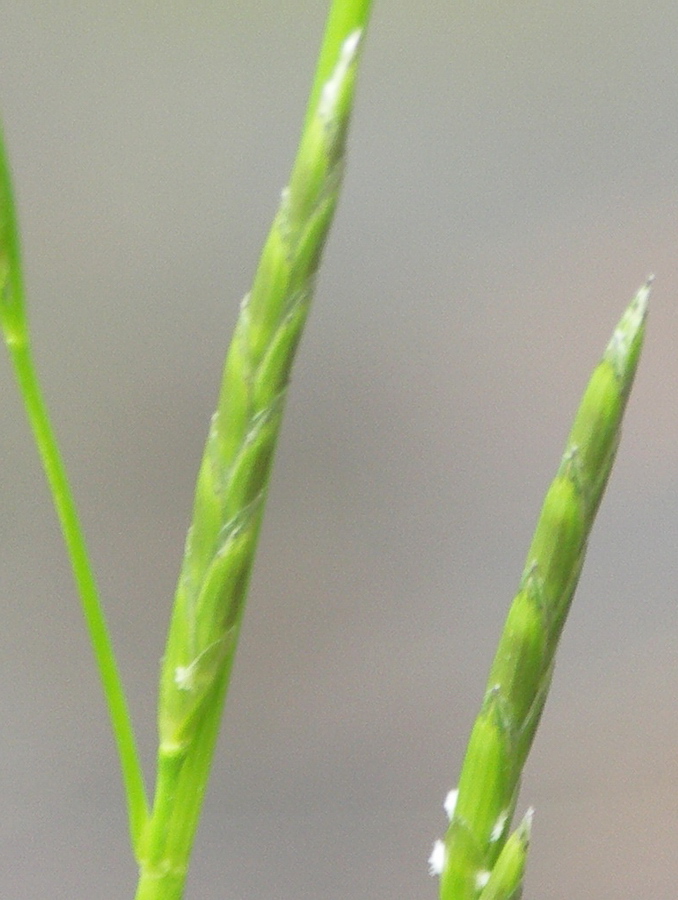 Image of Glyceria fluitans specimen.