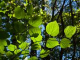 Tilia cordata