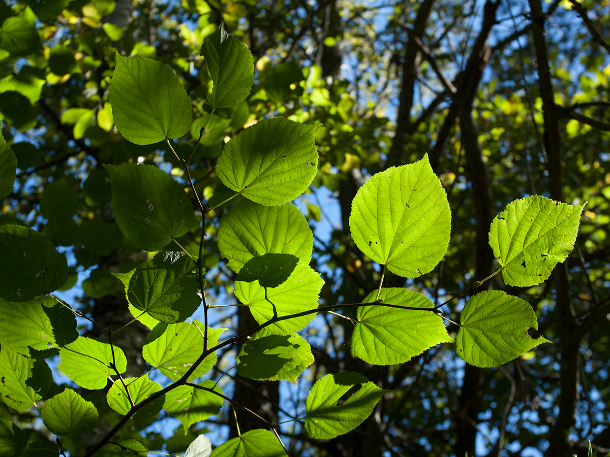 Изображение особи Tilia cordata.