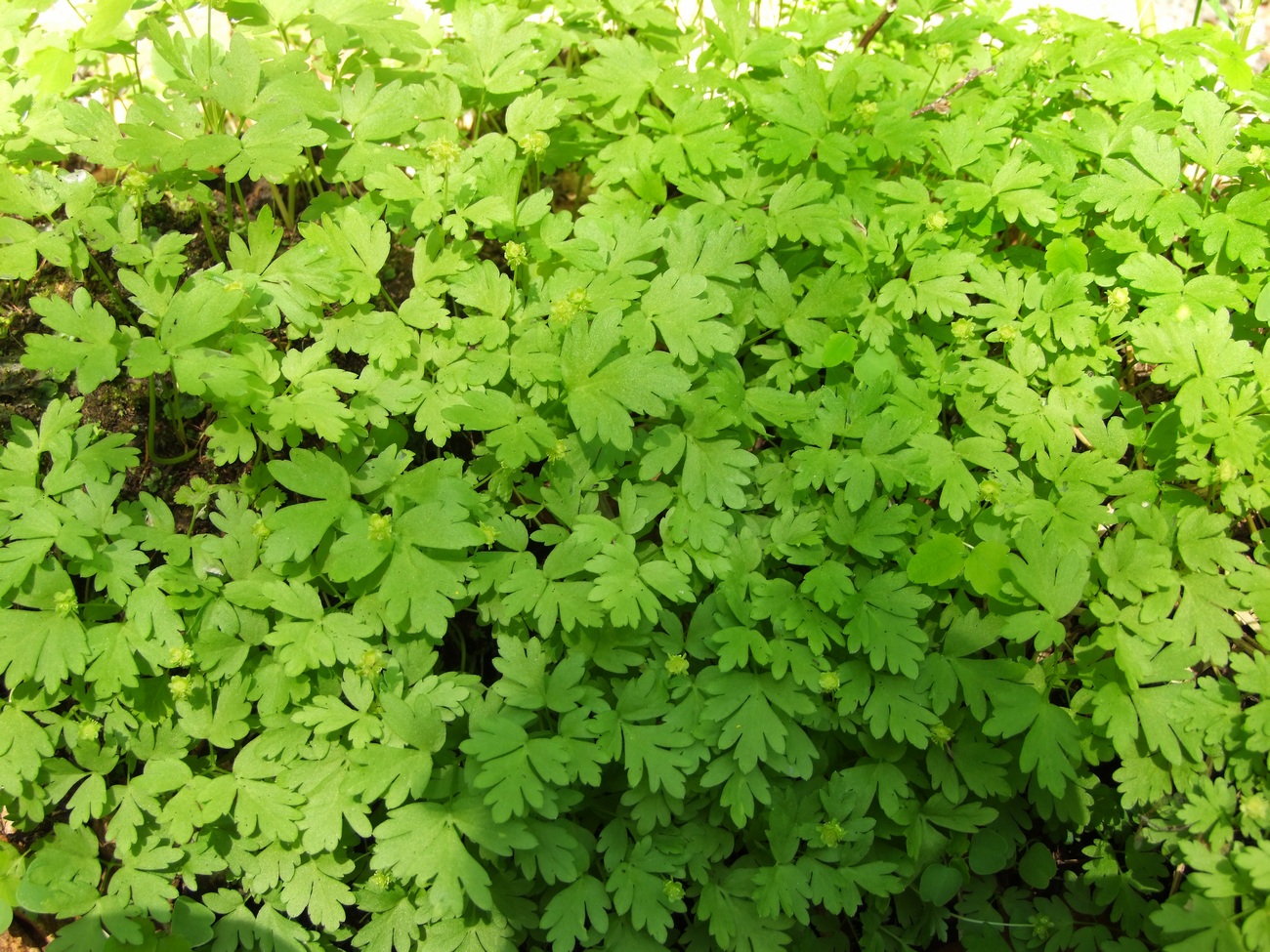 Image of Adoxa moschatellina specimen.