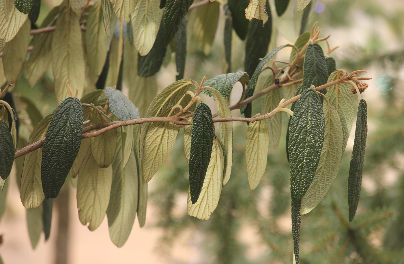 Image of Viburnum rhytidophyllum specimen.