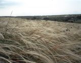 Stipa pulcherrima. Начало плодоношения на степном склоне к реке Грузской Еланчик. Средина июня 2004 г.