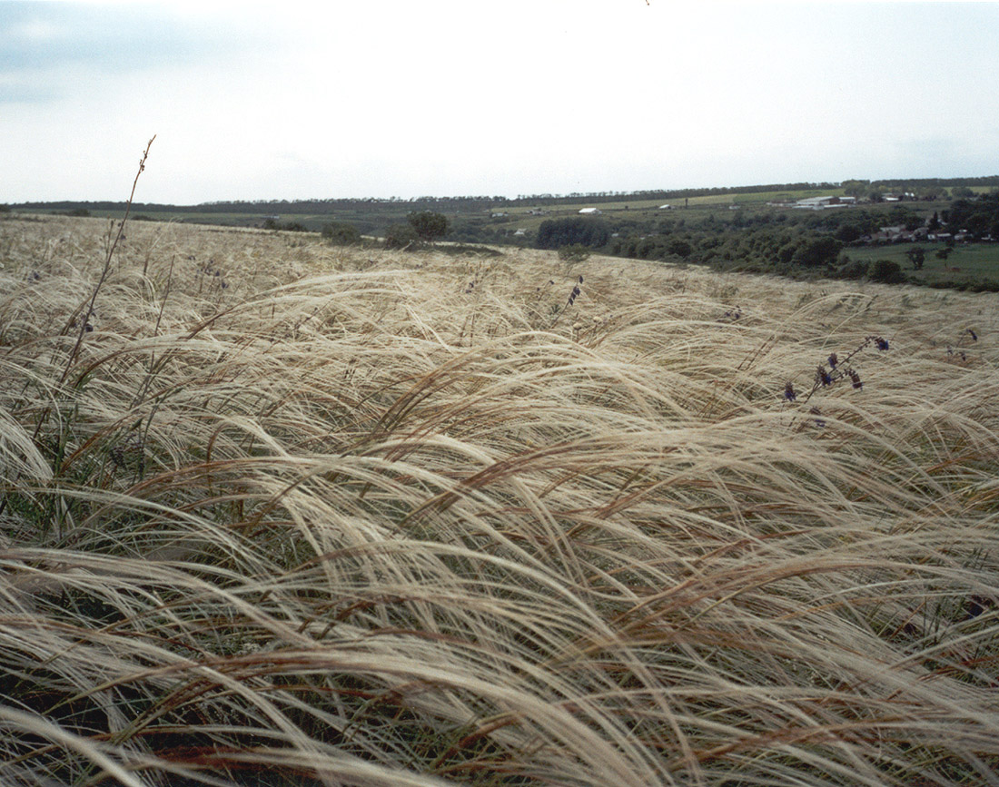 Image of Stipa pulcherrima specimen.