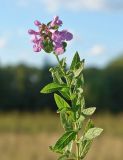 Stachys palustris