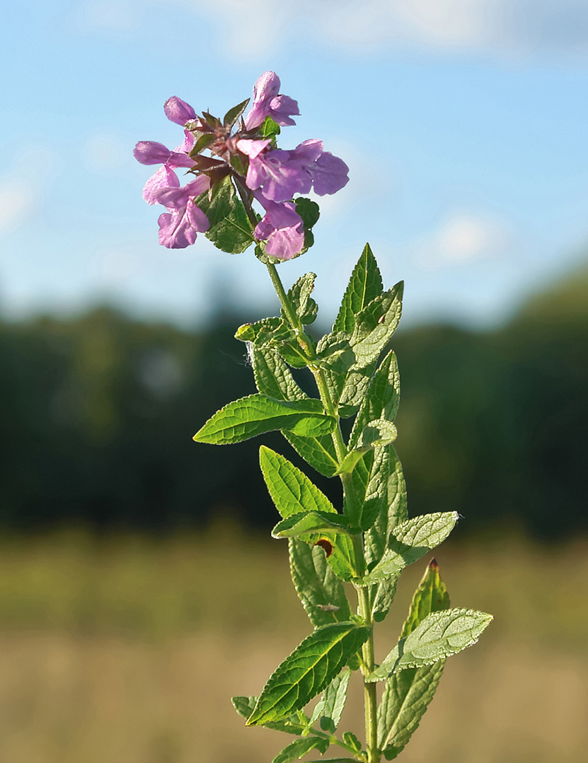 Изображение особи Stachys palustris.