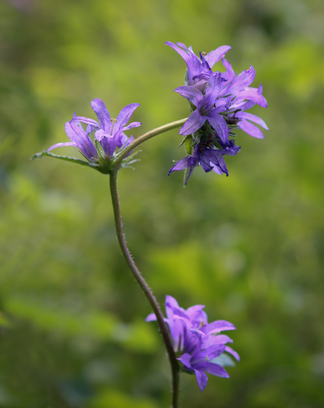 Изображение особи Campanula glomerata.