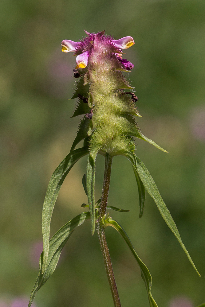 Изображение особи Melampyrum cristatum.