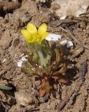 Ceratocephala orthoceras. Цветущее растение. Украина, г. Запорожье, восточная окраина, долина р. Мокрая Московка, луговая степь, на склоне. 25.03.2017.