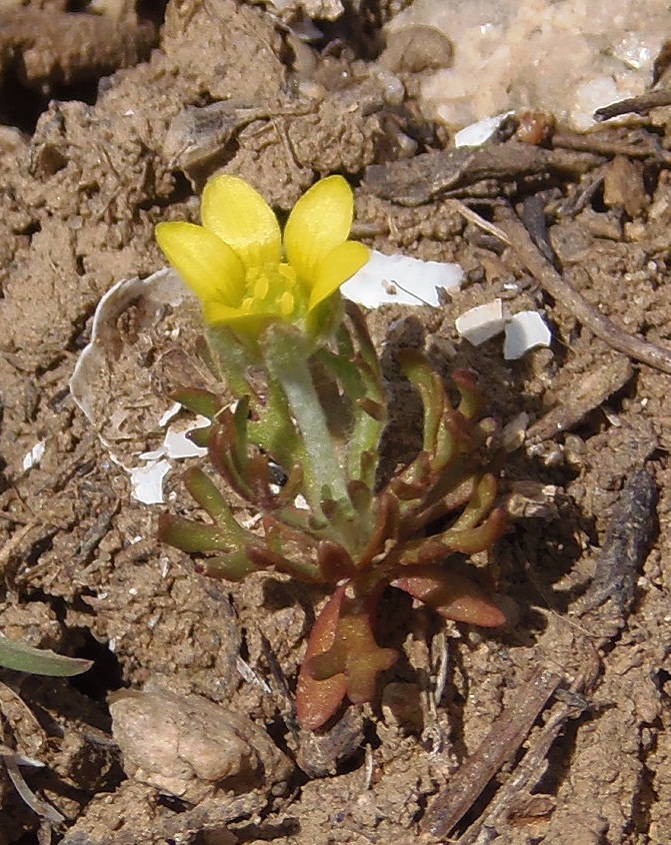 Image of Ceratocephala orthoceras specimen.