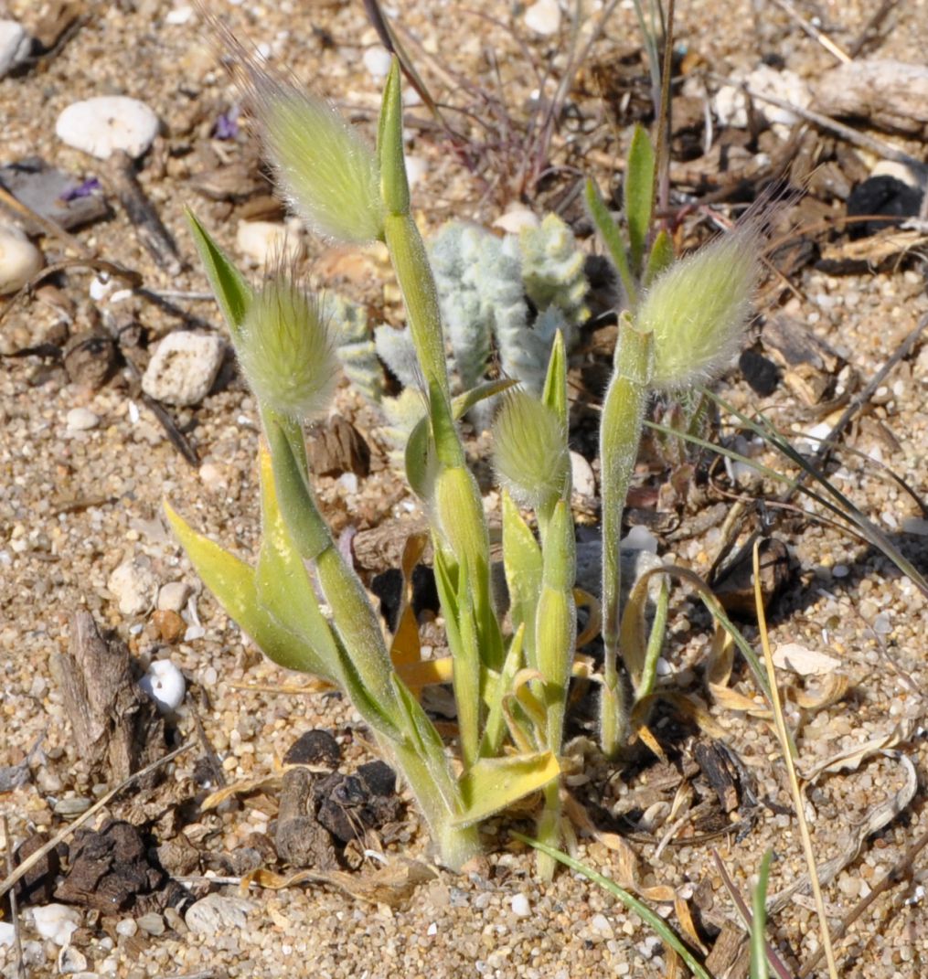 Image of Lagurus ovatus specimen.