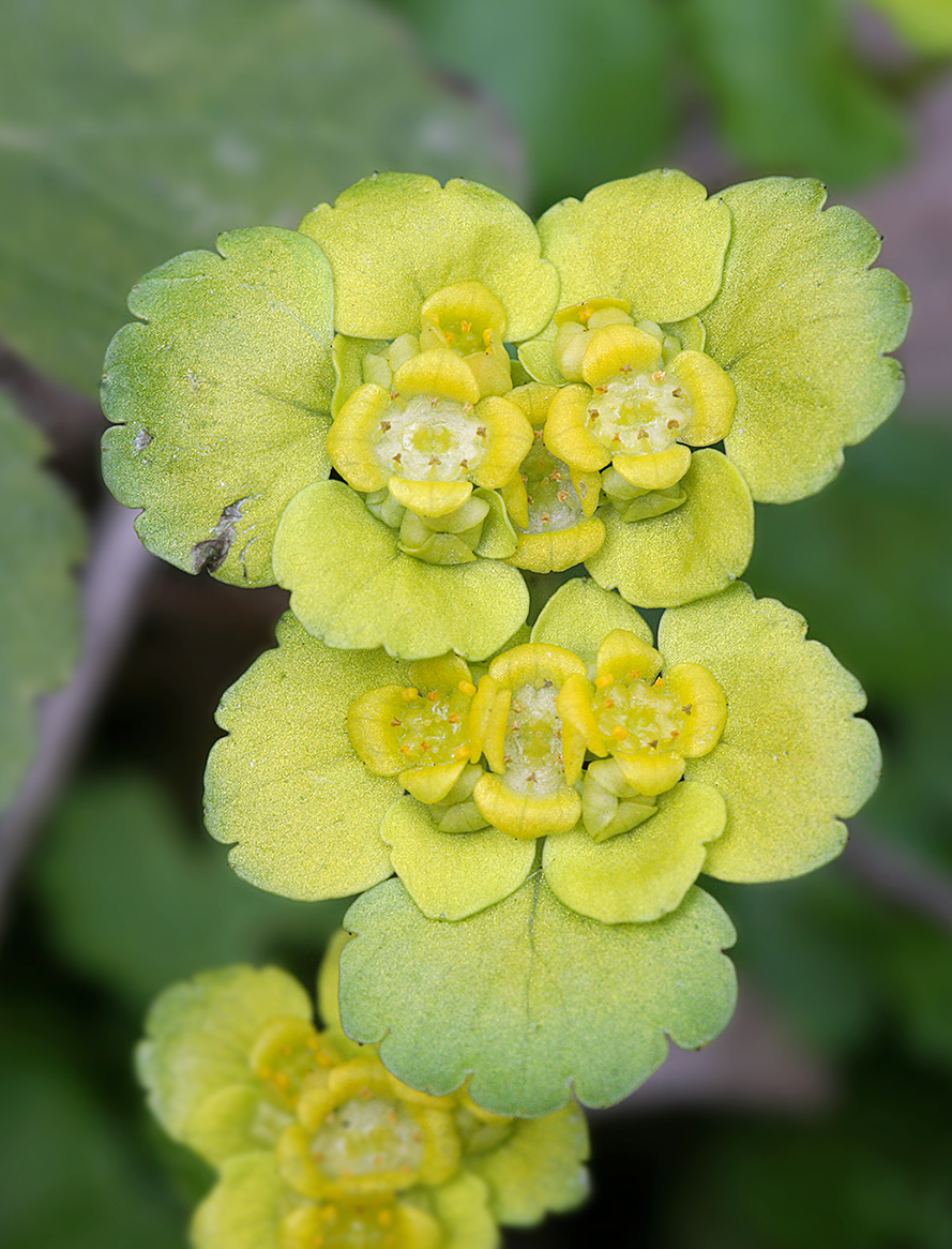 Image of Chrysosplenium alternifolium specimen.