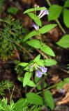 Scutellaria galericulata