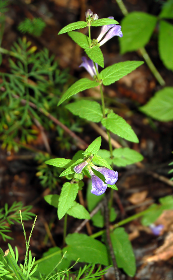 Image of Scutellaria galericulata specimen.