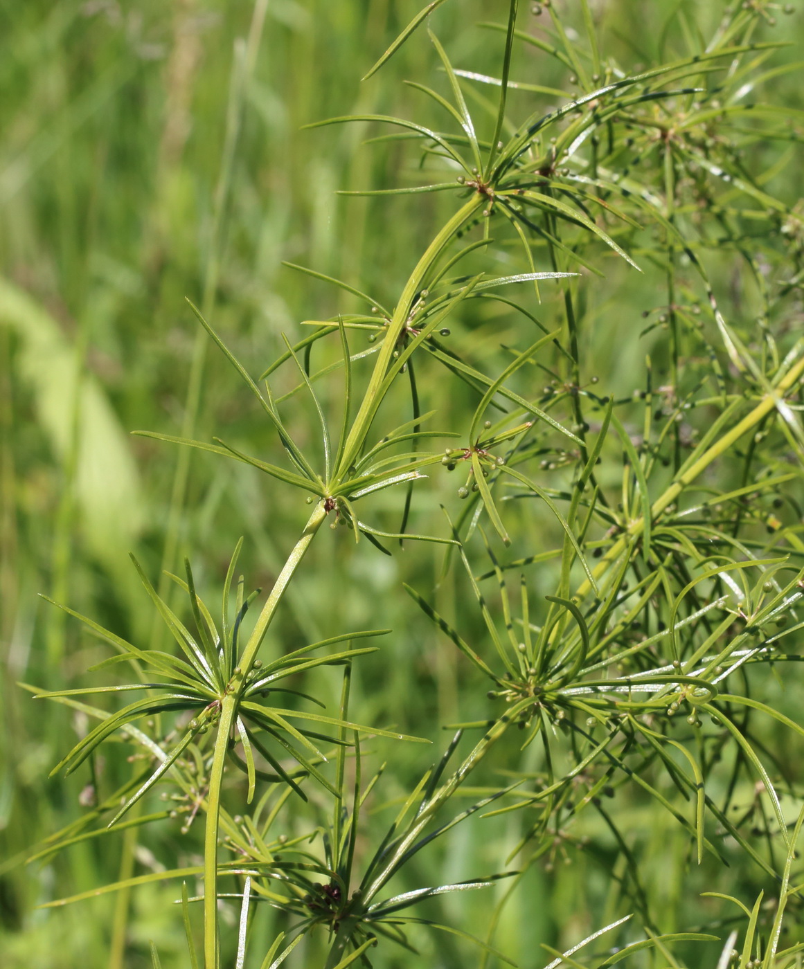 Изображение особи Asparagus verticillatus.