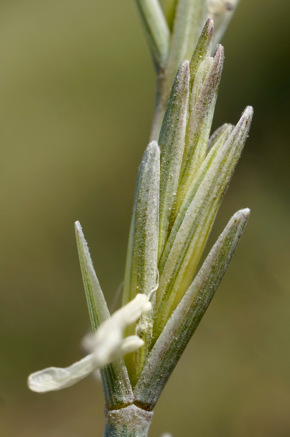 Изображение особи Elytrigia nodosa.