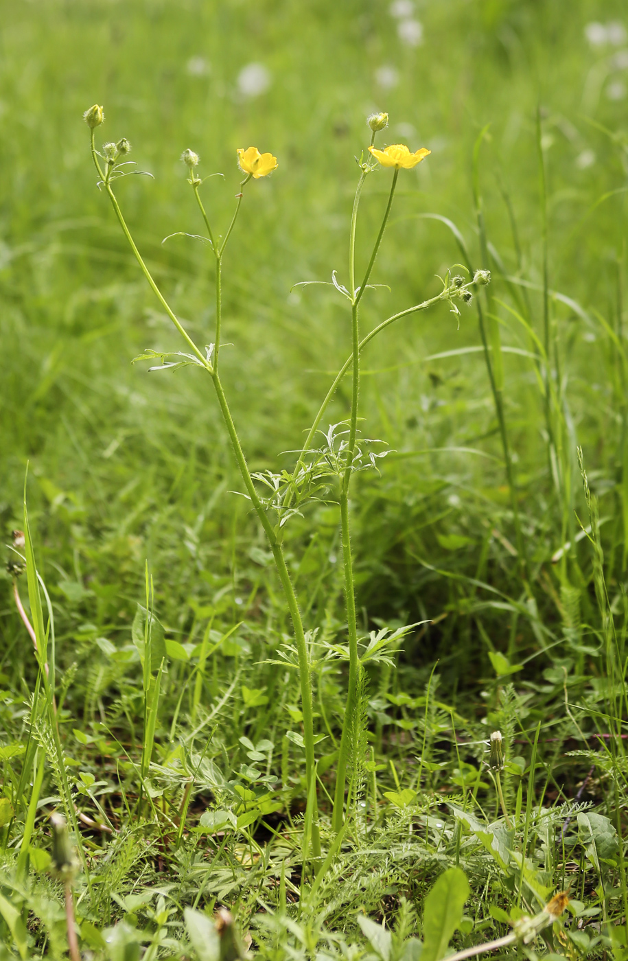 Image of Ranunculus polyanthemos specimen.