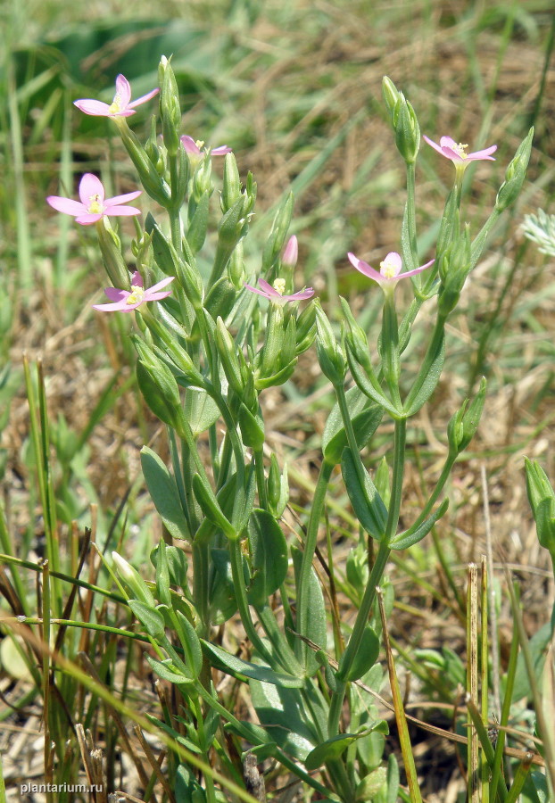 Image of Centaurium pulchellum specimen.