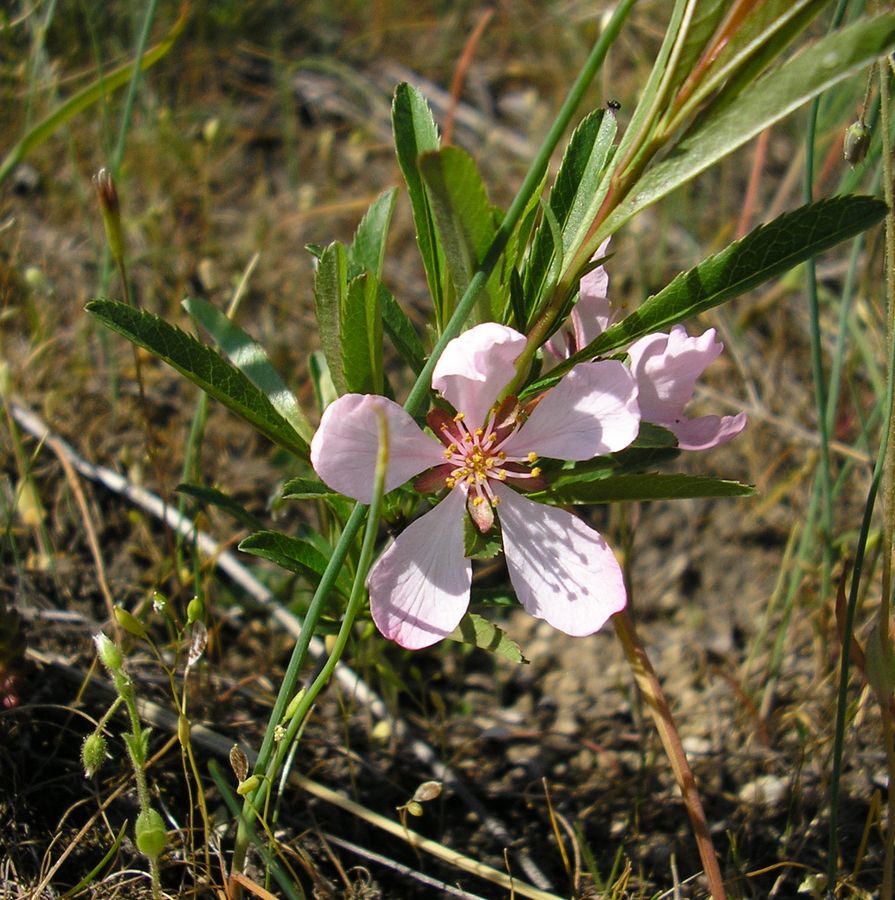 Image of Amygdalus nana specimen.