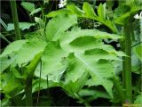 Cirsium oleraceum